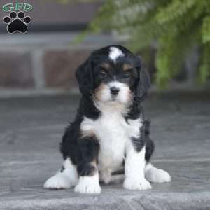 Haven, Cavapoo Puppy